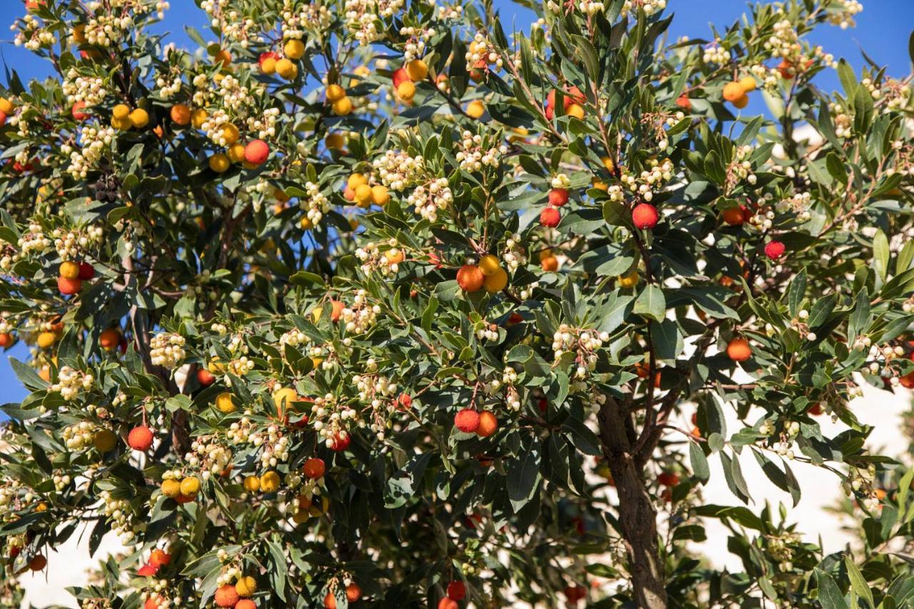 Masseria Lilei Lizzanello Екстер'єр фото